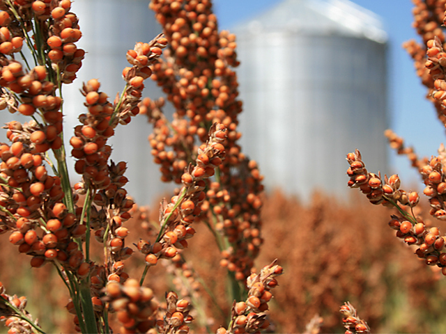 The National Sorghum Producers pushed for more than two years to get sorghum oil as part of the Renewable Fuel Standard. (Photo courtesy of the National Sorghum Producers)